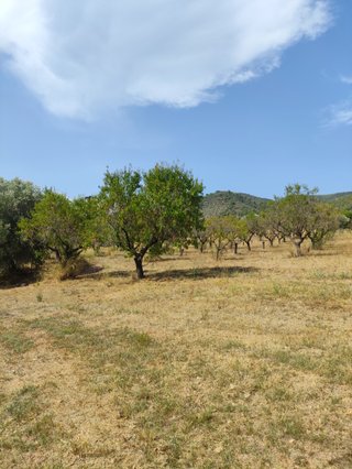 Arrencar ametllers a canvi de la llenya