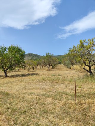 Arrencar ametllers a canvi de la llenya
