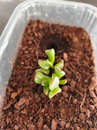 Planta crassula ovata Gollum.