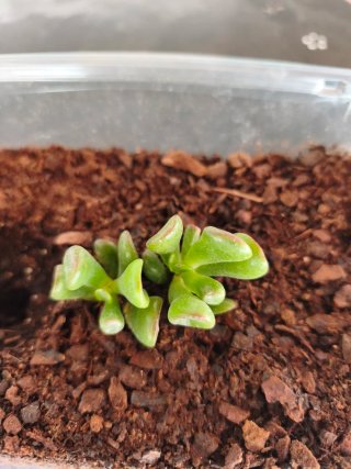 Planta crassula ovata Gollum.