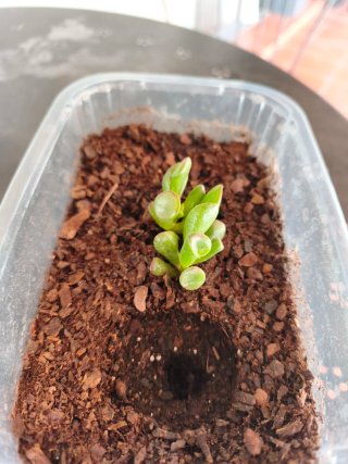 Planta crassula ovata Gollum.