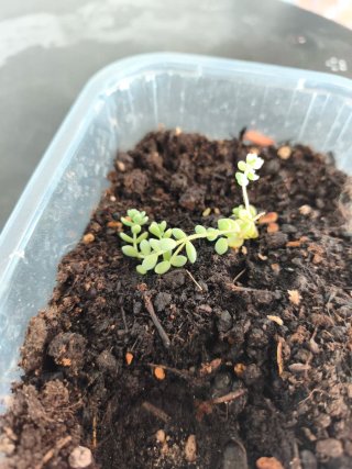 Planta sedum dasyphyllum.