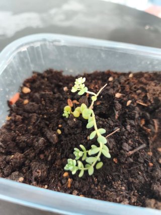 Planta sedum dasyphyllum.