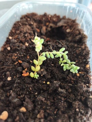 Planta sedum dasyphyllum.
