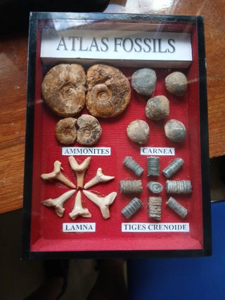 Colección Fósiles Atlas