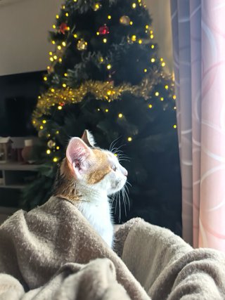 Cuidadora y amante de tus gatos en Tarragona