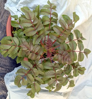 Beiselia mexicana