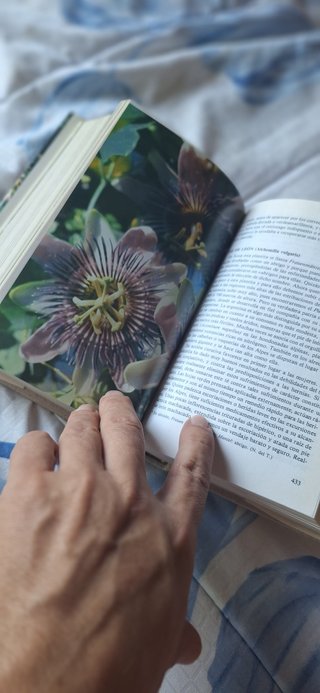 Libro de naturopatia (plantas medicinales)