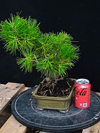 bonsai pino thumbergii