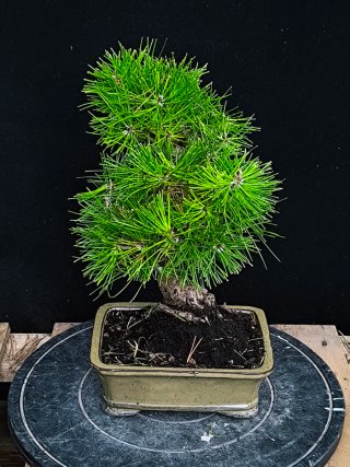 bonsai pino thumbergii