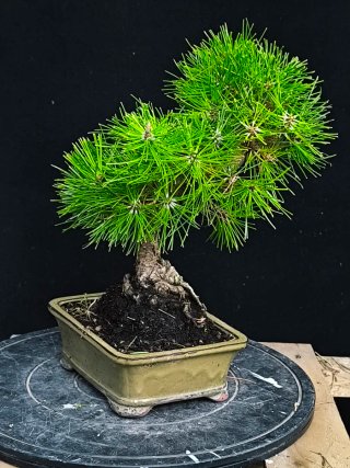 bonsai pino thumbergii