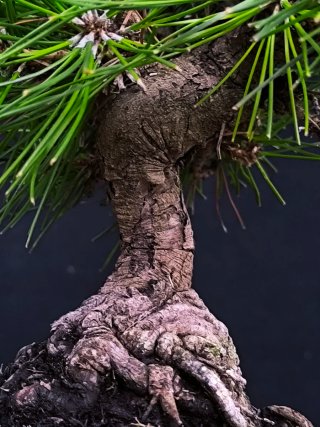 bonsai pino thumbergii