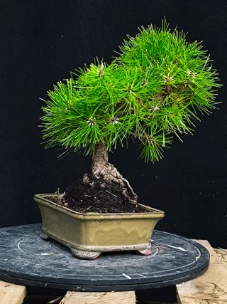 bonsai pino thumbergii