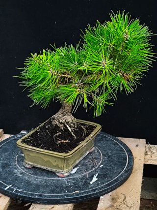 bonsai pino thumbergii