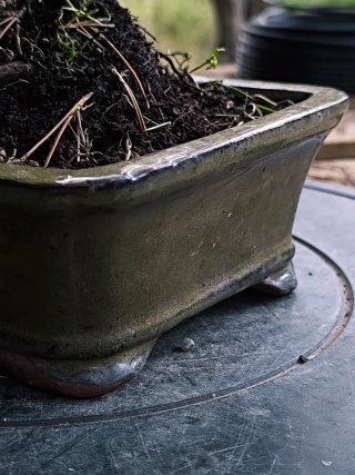 bonsai pino thumbergii