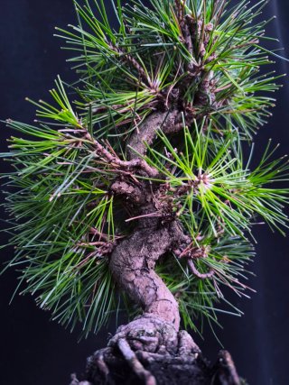 bonsai pino thumbergii