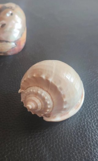 Conchiglie decorative naturali