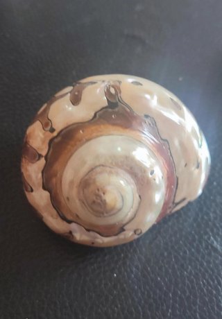 Conchiglie decorative naturali
