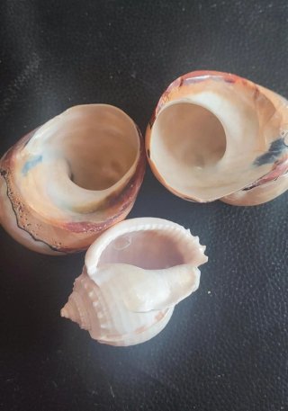 Conchiglie decorative naturali