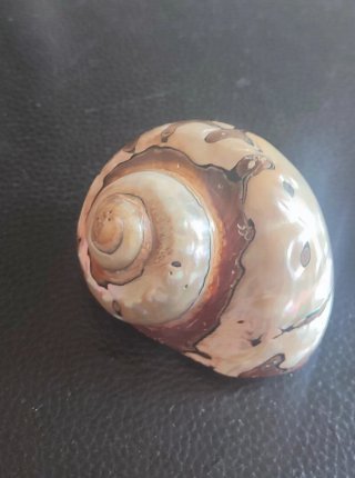 Conchiglie decorative naturali