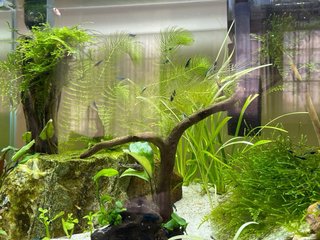 Pantalla LED 16W para acuario