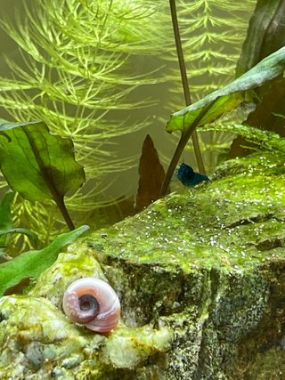 Pantalla LED 16W para acuario