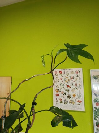 Philodendron Florida Beauty Green