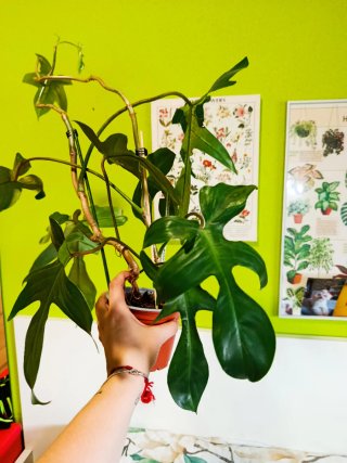 Philodendron Florida Beauty Green