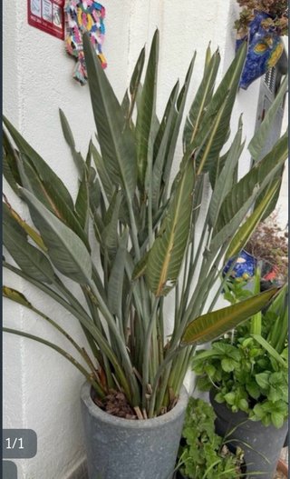 Planta Ave del Paraíso en maceta