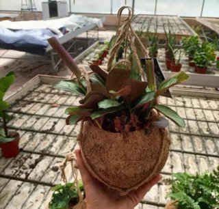 Vaso Kokodama in Cocco