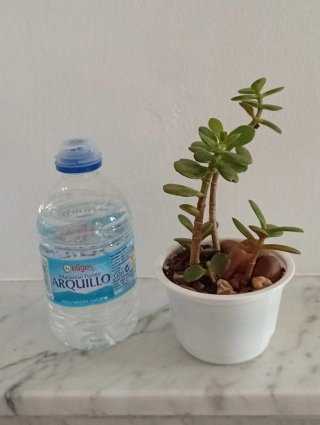 Mini Árbol de Jade (5 Ramas)