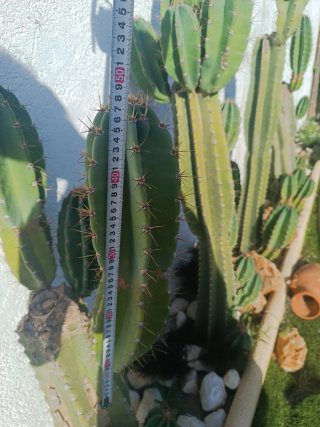 Cactus Polaskia 30.40-50 cm