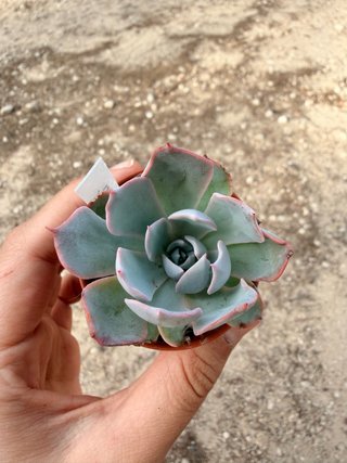 Echeveria Bruma Suculenta