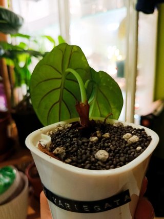 Alocasia Silver Dragon Variegata