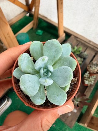 Echeveria Laui x Clavatum Suculenta