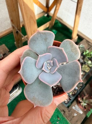 Echeveria Moondust Suculenta