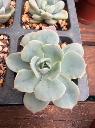 Echeveria Atlantis Suculenta