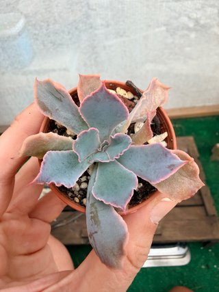Echeveria Neon Breakers Suculenta
