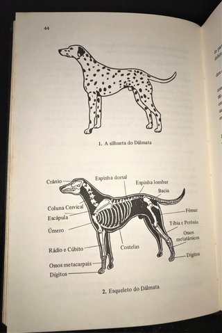 O Dálmata de Eleanor Frankling