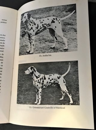 O Dálmata de Eleanor Frankling