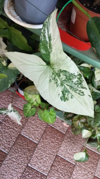 Syngonium Albovariegata Planta