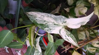 Syngonium Albovariegata Planta