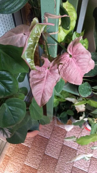 Syngonium Albovariegata Planta