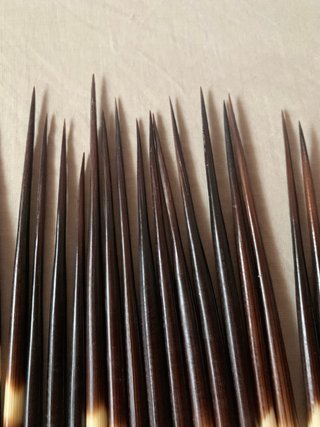 40 Púas de Puercoespín Artesania