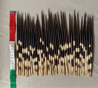40 Púas de Puercoespín Artesania