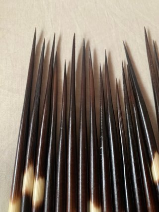 40 Púas de Puercoespín Artesania
