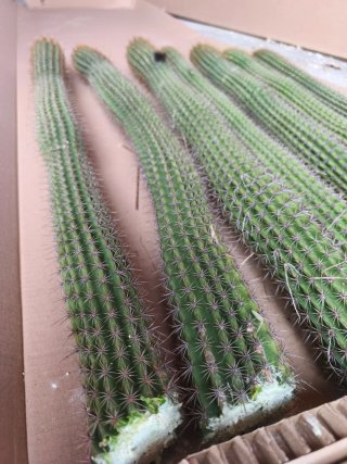 Cactus para lola