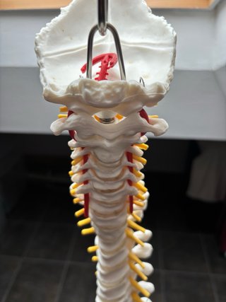 Columna Vertebral Modelo Anatómico