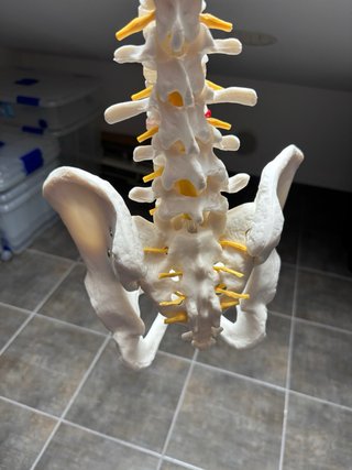 Columna Vertebral Modelo Anatómico