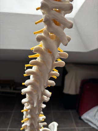 Columna Vertebral Modelo Anatómico